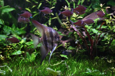 Deep Orinoco Angelfish clipart
