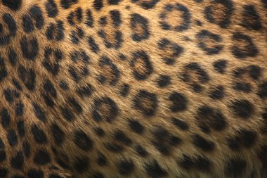 Panthera pardus japonensis clipart