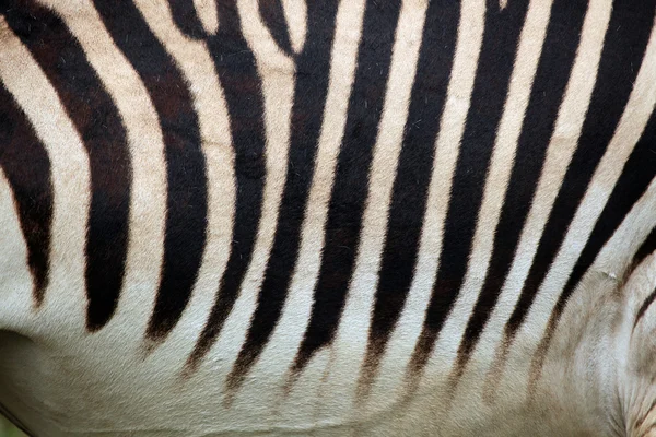 Textur der Zebrahaut — Stockfoto