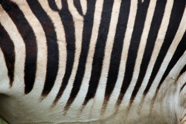 zebra skin texture