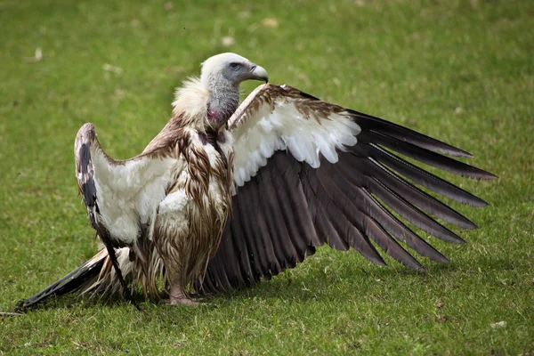 Sęp himalajski (Gyps himalayensis) — Zdjęcie stockowe