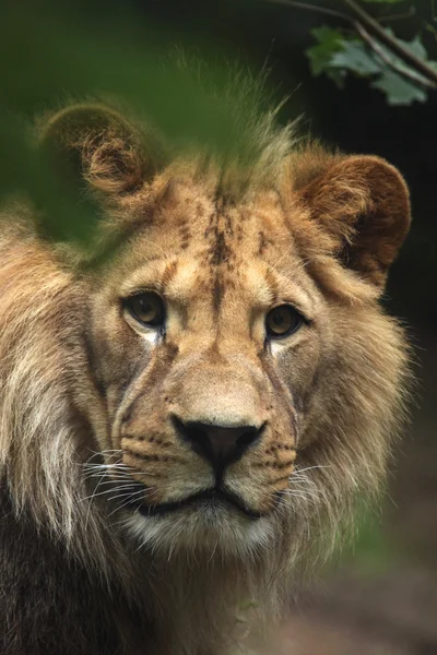 Panthera leo leo — Foto Stock