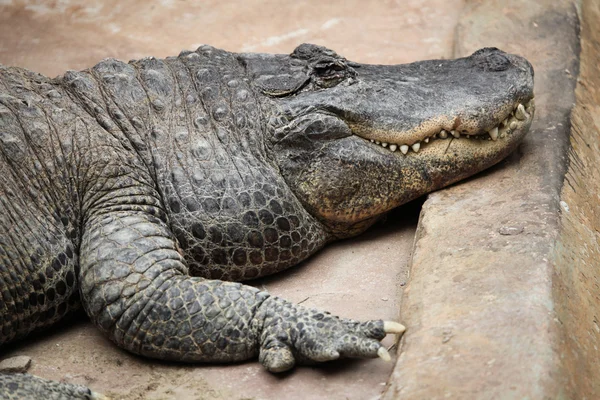 Jacaré-americano (alligator mississippiensis) — Fotografia de Stock