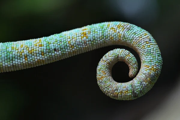 Cauda de camaleão velado — Fotografia de Stock