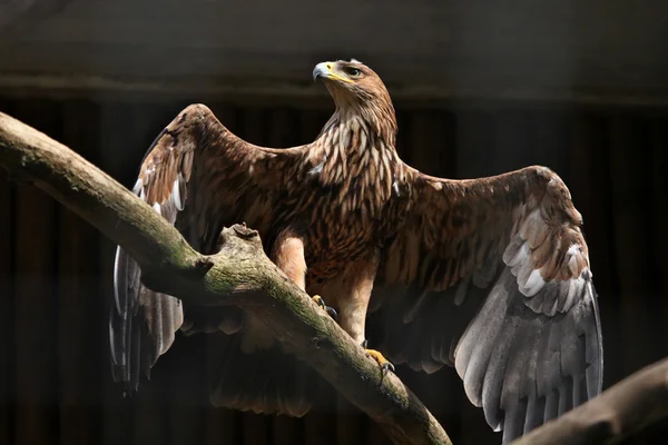 Eastern imperial eagle — Stock Photo, Image