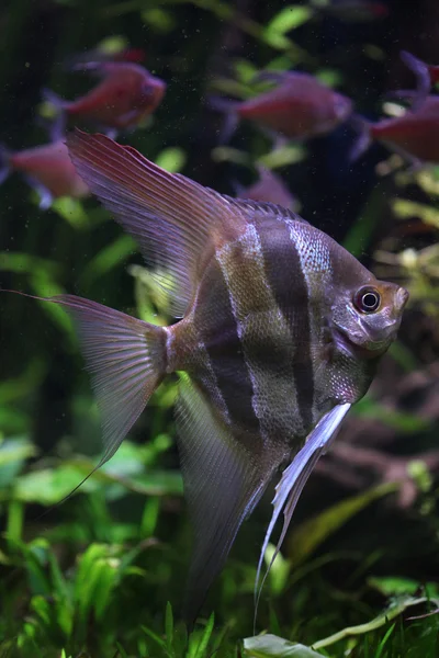 Рыбка скалярия глубокое Ориноко — стоковое фото