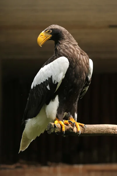 Steller sea eagle — стоковое фото