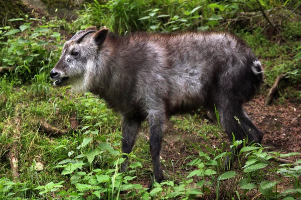 Cute Japanese serow — Stock Photo, Image