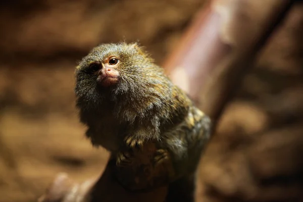 Marmoset pygmée (Cebuella pygmaea) ) — Photo