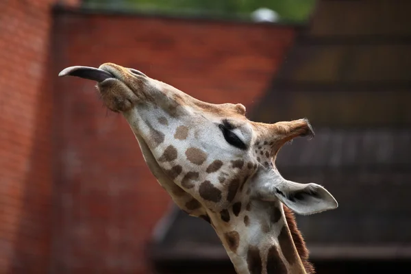 Funny Rothschild giraffe — Stock Photo, Image