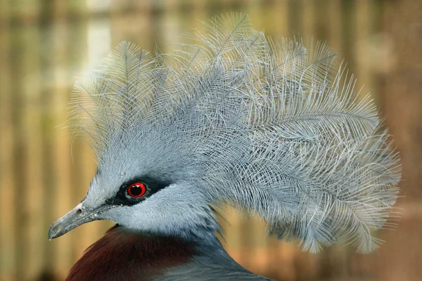 Pombo coroado do sul — Fotografia de Stock