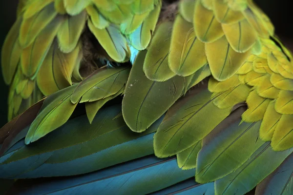 Stor grön Ara fjäderdräkt konsistens — Stockfoto