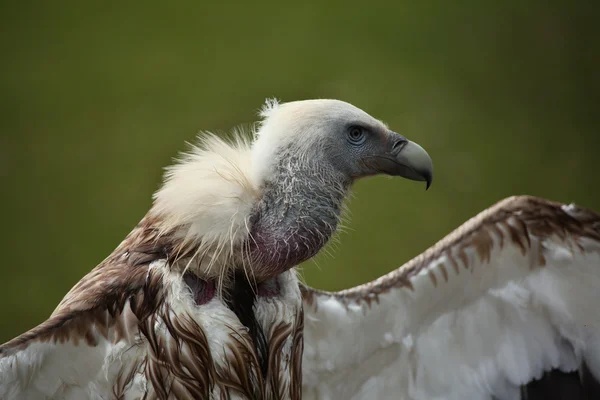 Gier uit de Himalaya (Gyps himalayensis)) — Stockfoto