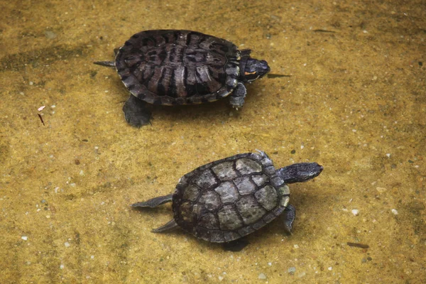 Trachemys scripta elegans - Stock-foto