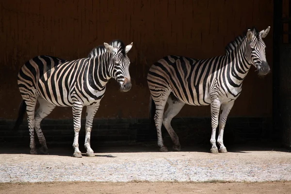 Equus quagga chapmani — Stock Photo, Image