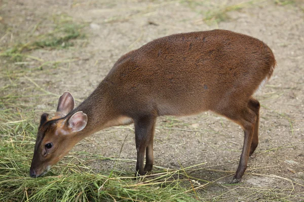 Reeves Chinese muntjac — Stock Photo, Image