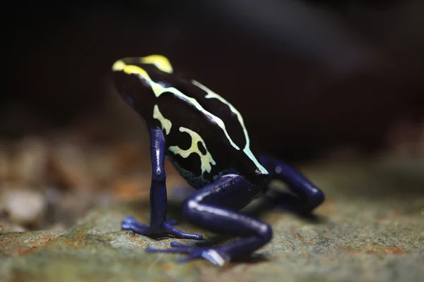 Dyeing dart frog — Stock Photo, Image