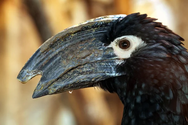 Wilder Trompetenhornvogel — Stockfoto