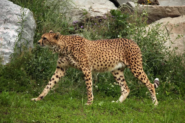 Acinonyx jubatus séta — Stock Fotó