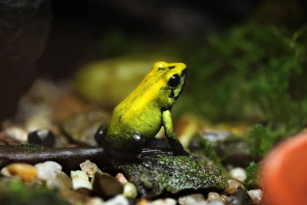 Gyllene pilgiftgroda — Stockfoto