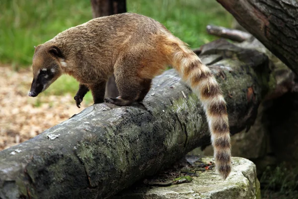 Coati sudamericano — Foto de Stock