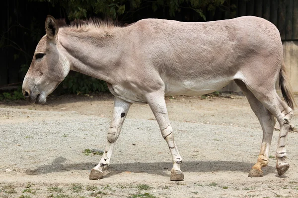 索马里野驴 — 图库照片