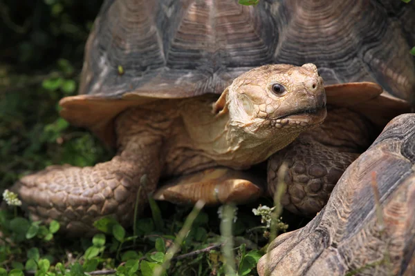 Afrikanische Landschildkröten — Stockfoto