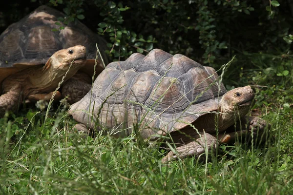 Afryki pustynny żółwie — Zdjęcie stockowe