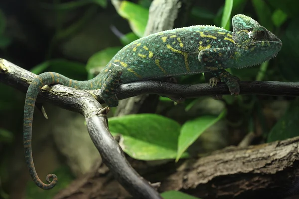 Veiled chameleon (Chamaeleo calyptratus). — Stock Photo, Image