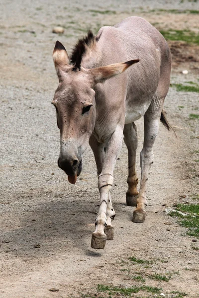 Somali bunda selvagem — Fotografia de Stock