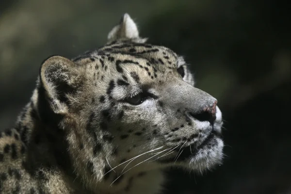 Сніговий леопард ( Panthera uncia ) — стокове фото