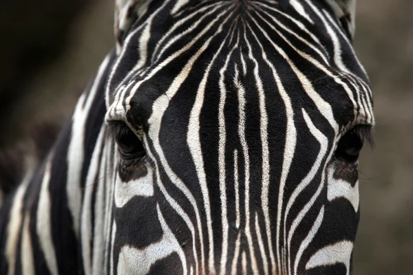 Equus Quagga borensis — Stockfoto