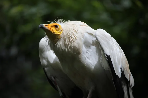 Avvoltoio bianco — Foto Stock