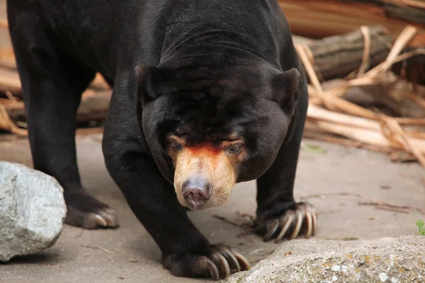 Malaj Sun Bear — Stockfoto