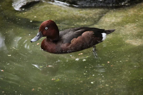 Ferruginous duck (Aythya nyroca) — Stock Photo, Image