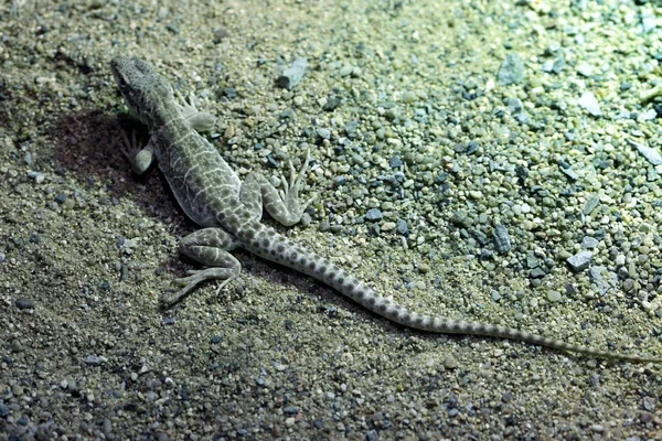 Hyosciurus Lampart jaszczurka — Zdjęcie stockowe