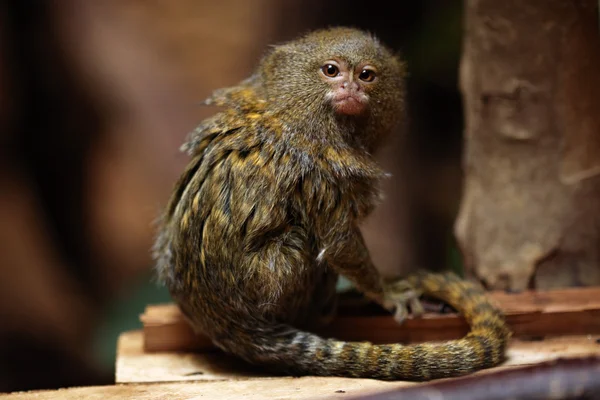 Marmoset pygmée (Cebuella pygmaea) ) — Photo