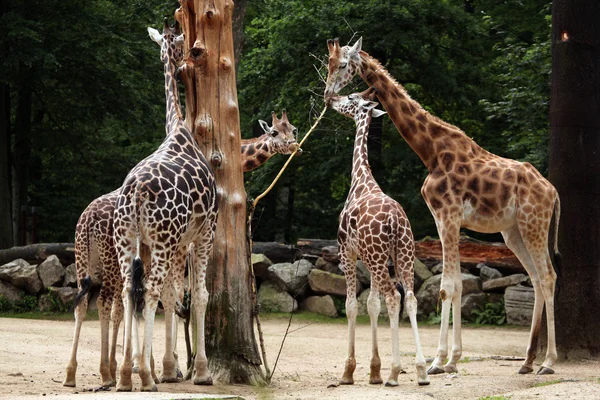Cute Rothschild giraffes — Stock Photo, Image