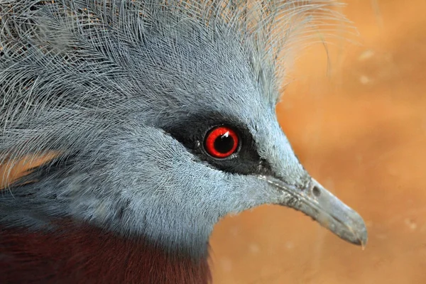 Southern crowned pigeon — Stock Photo, Image