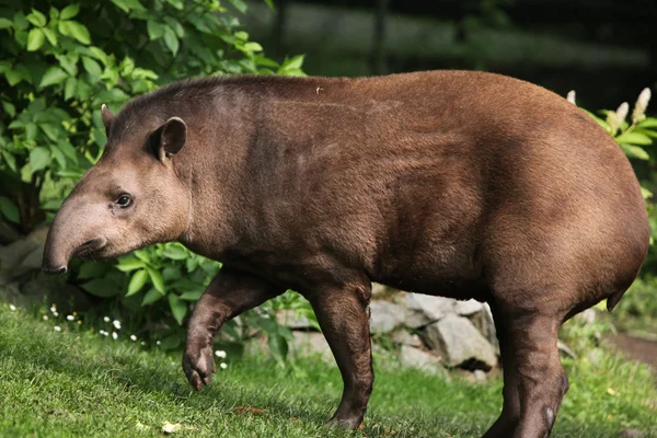 Sydamerikanska tapir — Stockfoto