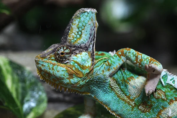 덮인된 카멜레온 (chamaeleo calyptratus). — 스톡 사진