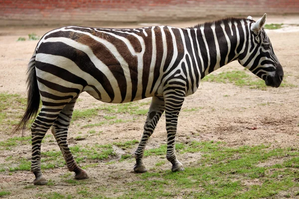 Equus quagga borensis — Fotografia de Stock