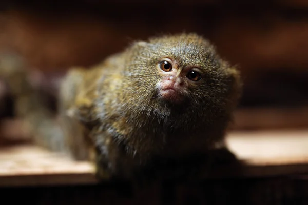 Marmoset pygmée (Cebuella pygmaea) ) — Photo