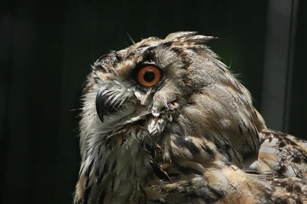 Western Siberian eagle owl — Stock Photo, Image