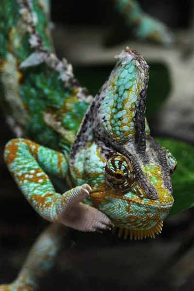 Yemen Veiled chameleon — Stock Photo, Image