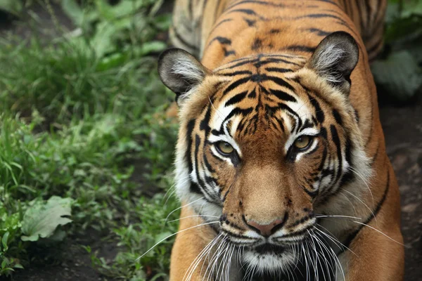 Panthera tigris jacksoni — Zdjęcie stockowe