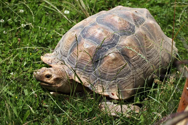 Afrikanska sporrade sköldpadda — Stockfoto