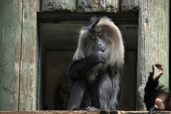 Macacos peregrinos de cola de león —  Fotos de Stock