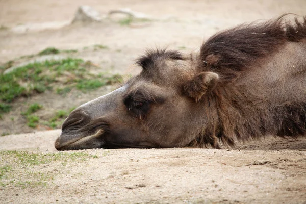Camelo bactriano doméstico — Fotografia de Stock