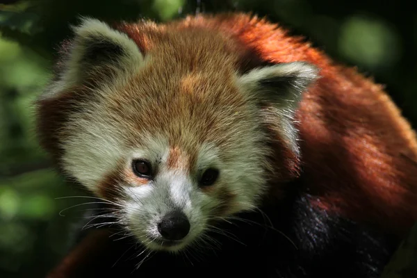 Panda rosso occidentale — Foto Stock